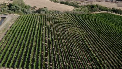 a drone aerial rotating over a vineyard in between dry hills