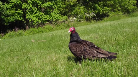 Pájaro-Depredador-Pavo-Buitre-Buitre-Encaramado-En-El-Medio-Silvestre