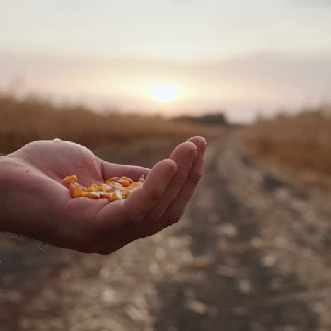 corn grains are poured into the farmer's hand