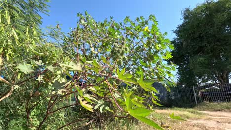 leaves fluttering in the wind, clear blue sky