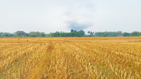 establisher wide view of paddy rice field, yellow vast landscape, pan, day