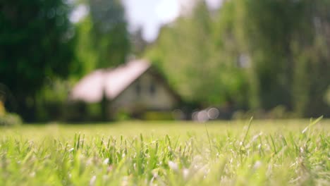 close-up view of morning dew on green grass with a farmhouse background