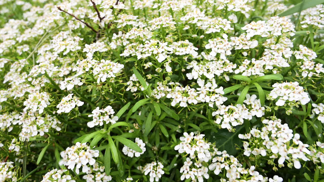 hermosas flores blancas en primavera con gotas de lluvia movimiento de primer plano y panorámica hacia arriba