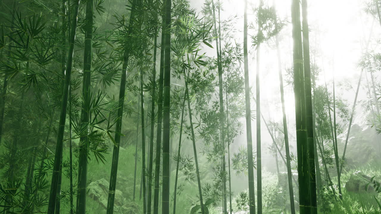 Bamboo forest glimmers under soft morning light in tranquil nature setting