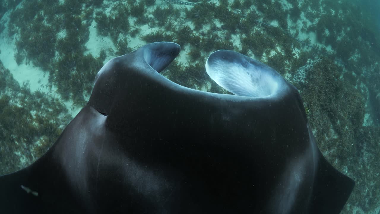 perspectiva única de una gran mantarraya mirando hacia abajo mientras se desliza sobre un arrecife oceánico cubierto de pastos marinos.