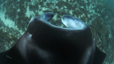 Einzigartige-Perspektive-Eines-Großen-Mantarochens,-Der-Herabblickt,-Während-Er-über-Ein-Mit-Seegras-Bedecktes-Meeresriff-Gleitet