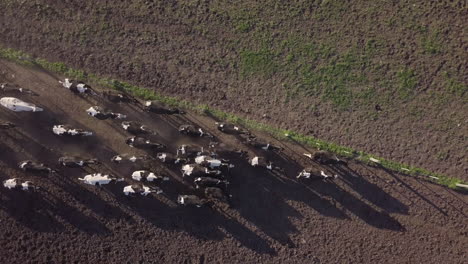 Running-Herd-of-Cows-on-Countryside-Farm-on-Golden-Sunlight-Top-Down-Aerial-View