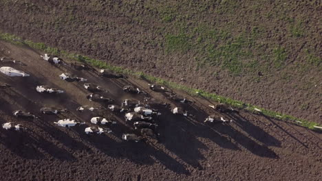 running herd of cows on countryside farm on golden sunlight top down aerial view