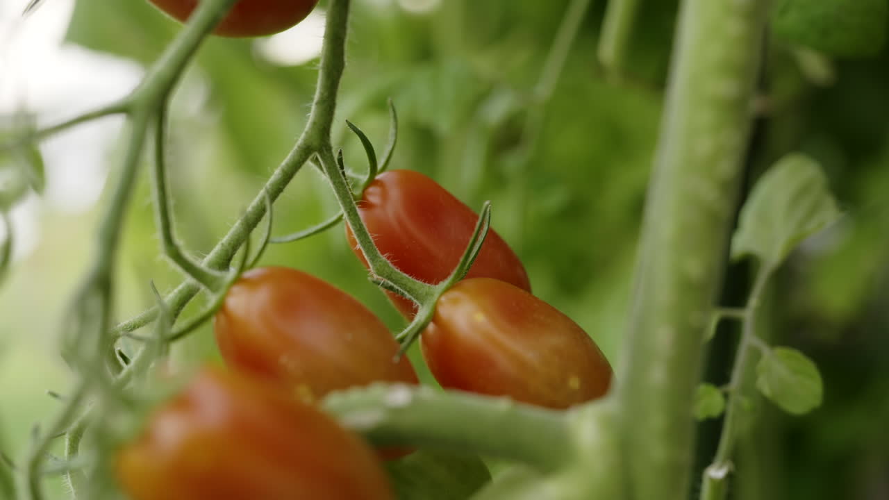 Hand picking tomatoes from a plant