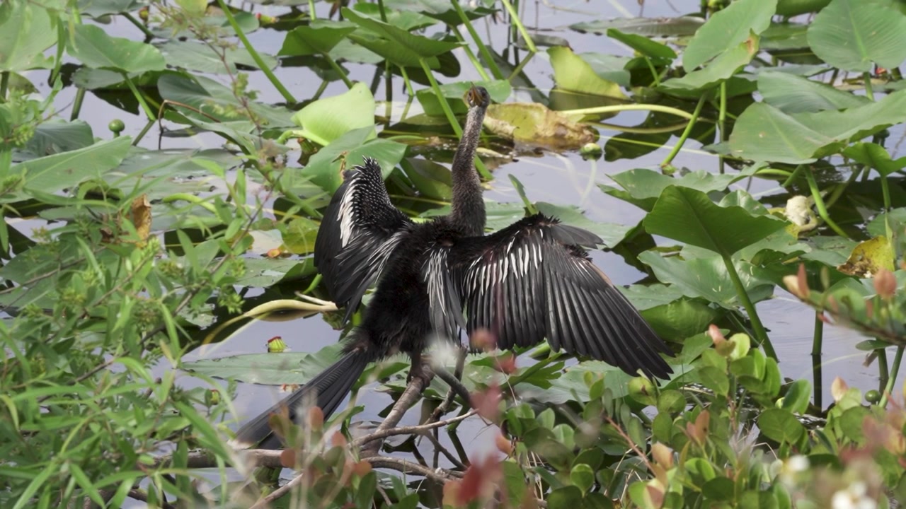 Florida'daki Loxahatchee NWA'da, kanatları kurumak için açılmış, suda oturan ve çevresine bakınan bir Anhinga.