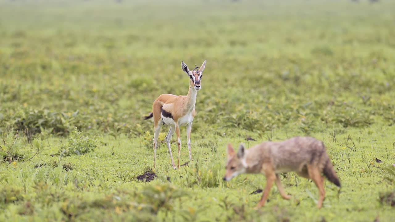 Thomsons Gazelle and Jackal in Serengeti National Park in Tanzania in Africa, in Plains Scenery on African Wildlife Safari Animals Game Drive