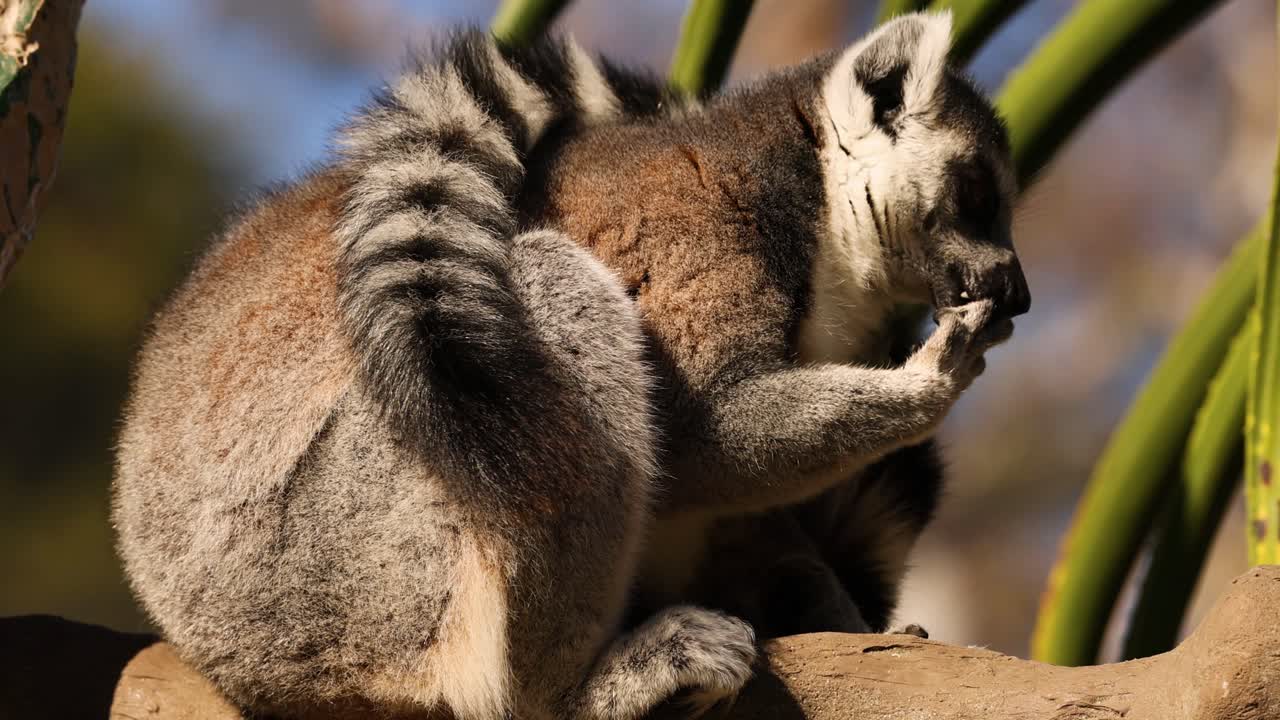 lémur comiendo comida en una rama de árbol