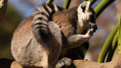 lemur eating food on a tree branch