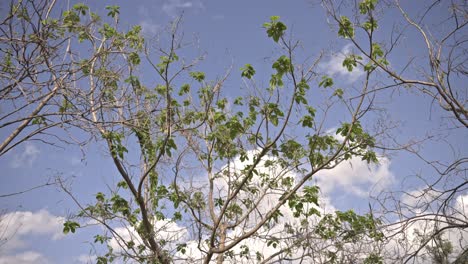 bosque épico y hojas con el sol y las nubes