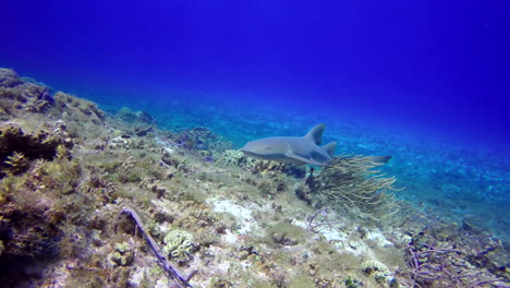 dos tiburones de arrecife patrullando su territorio en el arrecife de coral