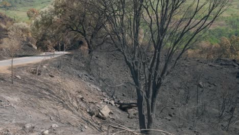 The desolate view of the scorched landscape after a forest fire