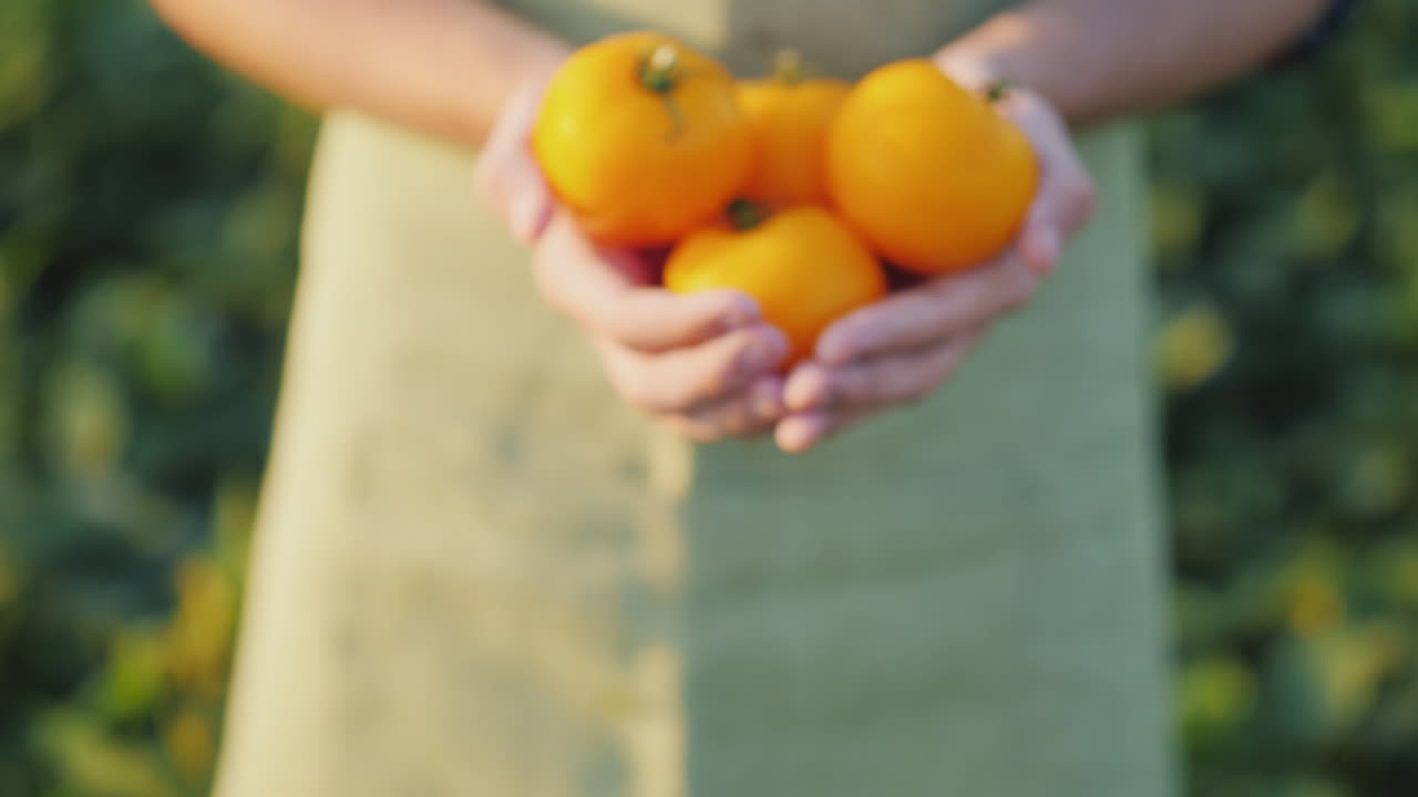 농부의 손에는 들판에서 가져온 여러 개의 노란 토마토 신선한 야채가 있습니다.