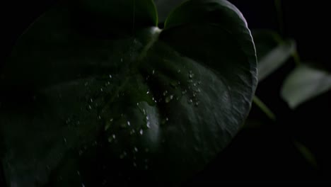 Close-up-shot-of-a-plant-getting-watered