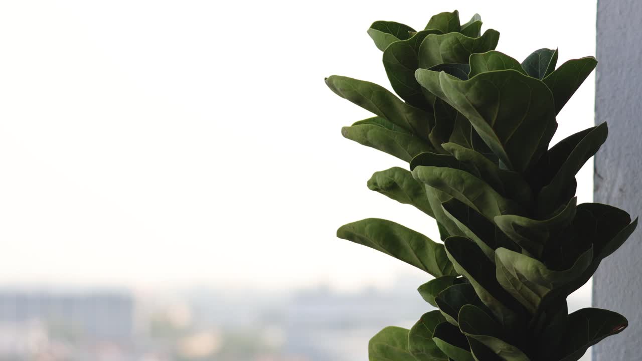 피들 잎 무화과가 자라는 시간 간격