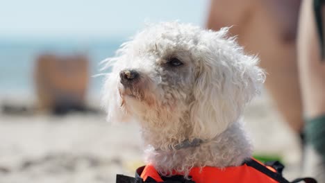 Bichon-Frise-dog-and-his-owner-enjoys-warm-sunny-day-on-sandy-ocean-beach