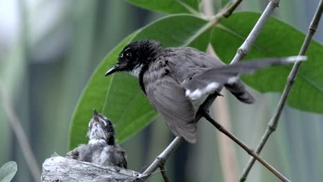 a juvenile malaysian pied fantail being fed by its mother