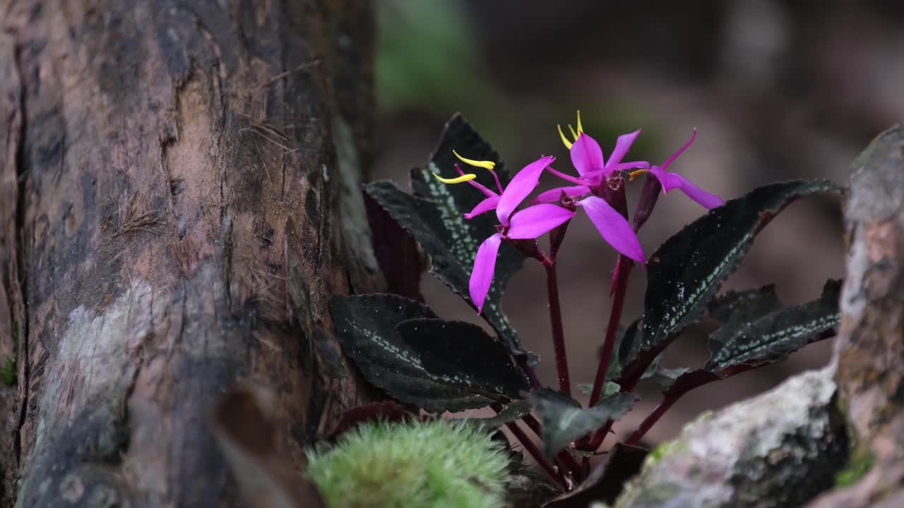 숲의 깊은 곳에서 두 개의 티 사이에서 성장하는 바람이 불고  ⁇ 빛이 떨어지면서 보라색 야생 꽃, 소네릴라 비올리폴리아 갈고리