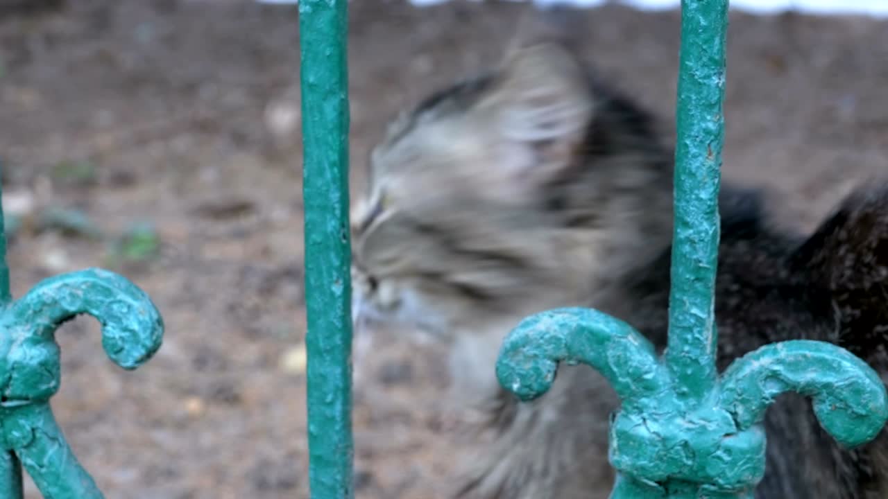 노숙자 회색 고양이가 울타리 밖의 공원에서 고 날아갑니다.