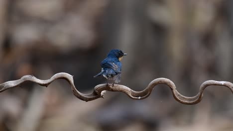 el papamoscas azul de indochina se encuentra en los bosques de las tierras bajas de tailandia, conocido por sus plumas azules y su pecho de naranja a blanco