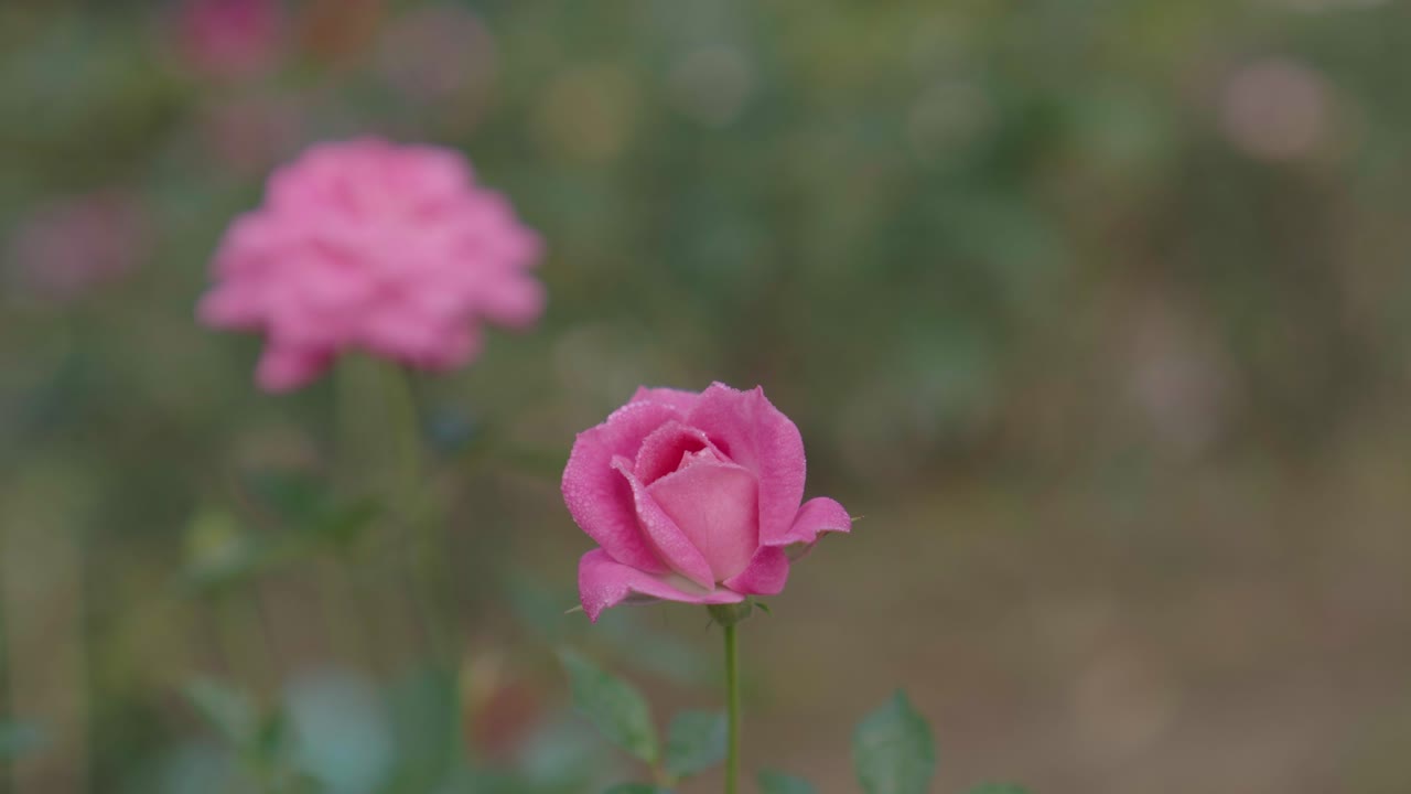 Rose di vari colori sono sbocciate nel giardino