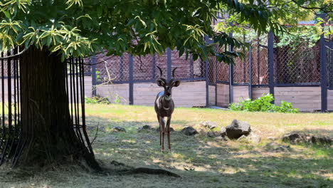 deer by a fence in nature. a deer with antlers stands on grass near trees, observing its surroundings within a fenced area on a sunny day