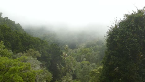 niebla que inunda el valle montañoso de la selva tropical de costa rica