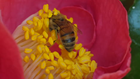bee pollinating flower super close up