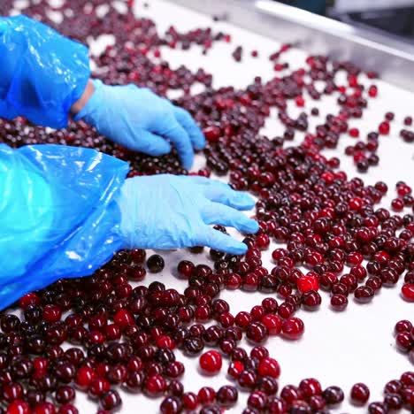 workers control the quality of cherry
