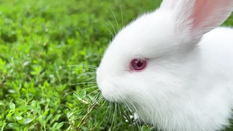 white bunny rabbit is wild native animal eating grass on green yard filed at livestock farm. a rabbit with red eyes
