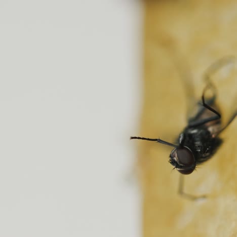 Fly-tries-to-free-itself-from-sticky-tape-1