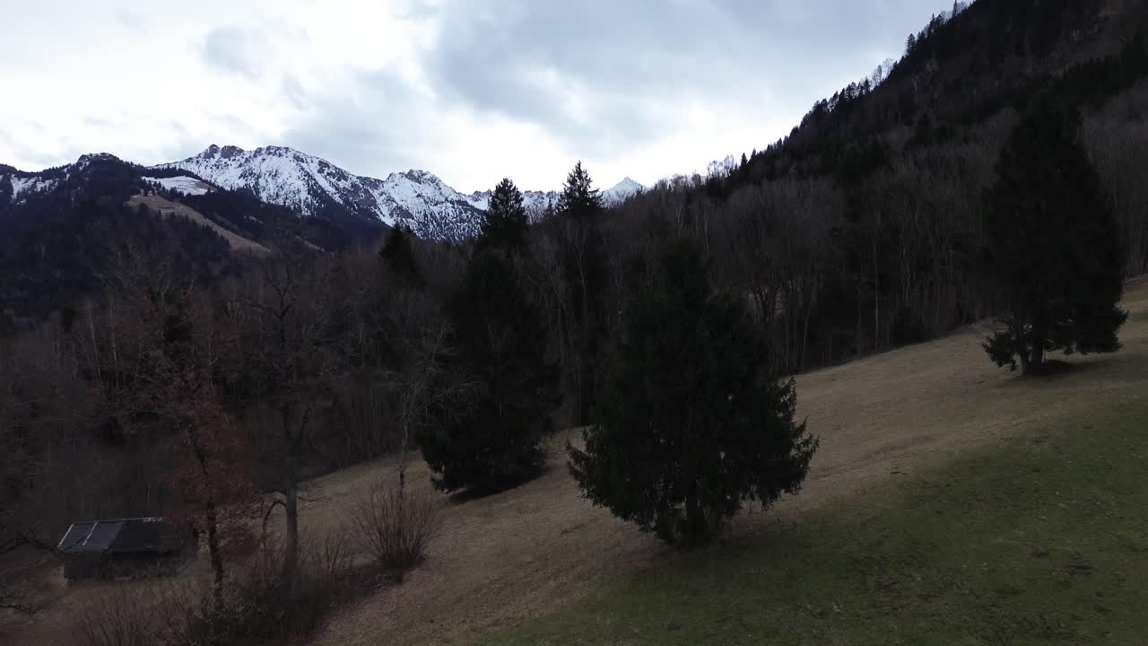 drone vuela sobre el campo hacia el bosque de pinos con montañas cubiertas de nieve en el fondo en un día nublado en vorarlberg, austria