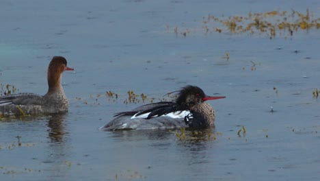 male red-breasted merganser displaying for female in breeding season