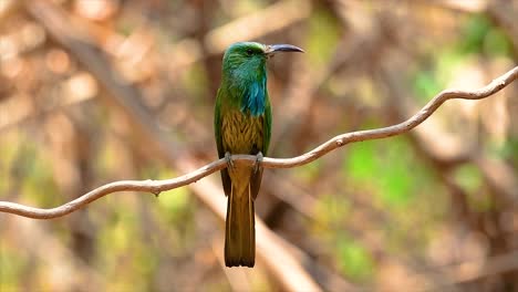 the blue-bearded bee-eater is found in the malayan peninsula including thailand at particular forest clearings