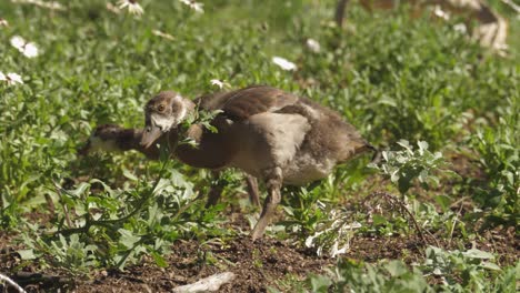 lindos goslings marrones difusos se alimentan de hierba verde en ciudad del cabo sudáfrica