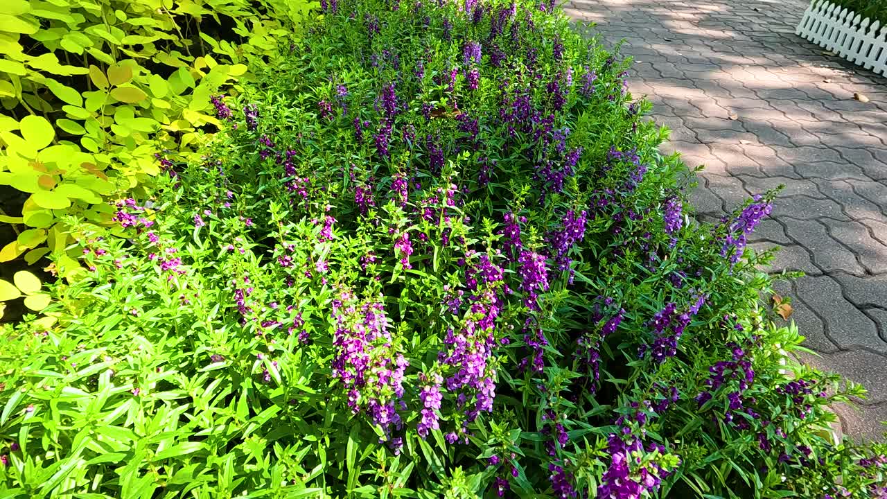 빛 아래 푸른 초록색과 보라색 꽃