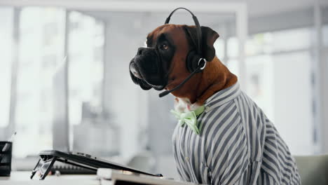 dog in shirt and headset working at computer