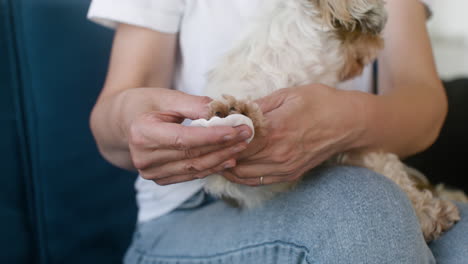 close up view of a dog in the lap of its owner