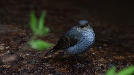 this female plumbeous redstart is not as colourful as the male but sure it is so fluffy as a ball of a cute bird