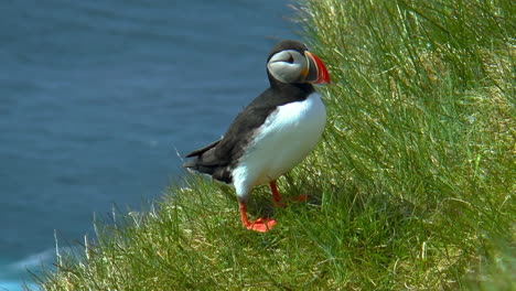 Atlantic-puffin---seabird-with-home-at-beautiful,-green-cliffs-in-Latrabjarg-promontory-over-Atlantic-Ocean-in-the-Westfjords-of-Iceland---the-westernmost-point-in-Iceland