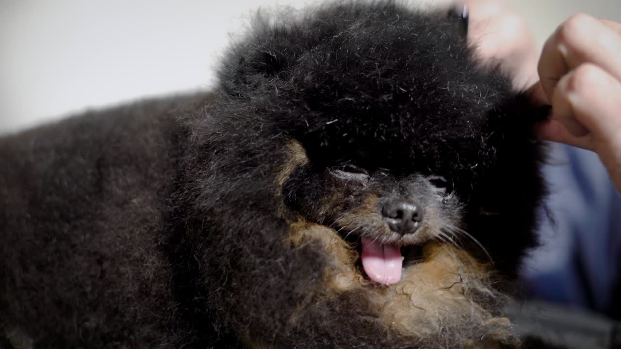 un primer plano de un adorable y encantador spitz negro que se está arreglando