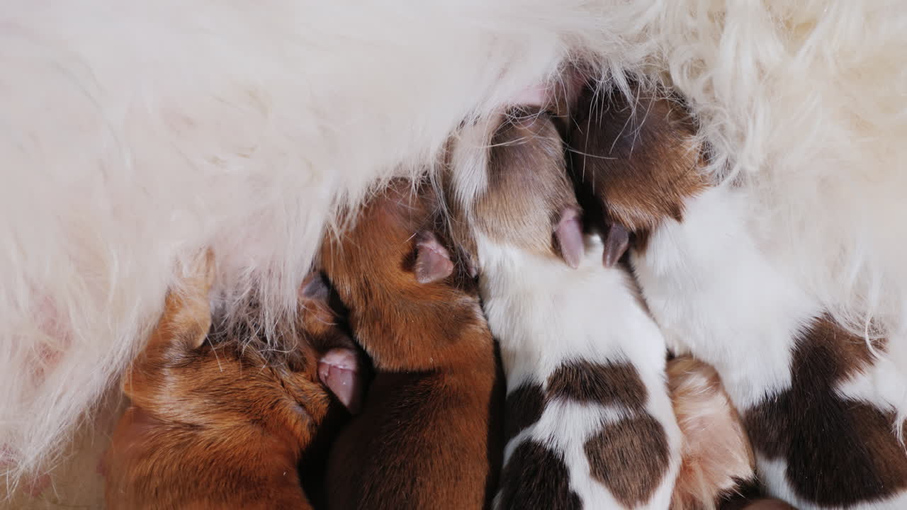 perro alimentando cachorros recien nacidos 06