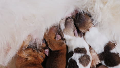 perro alimentando cachorros recien nacidos 06