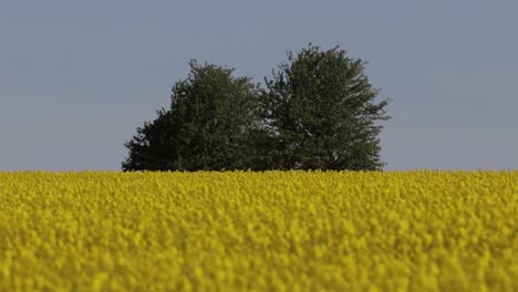 Close-up-of-Canola-flower-in-a-field-in-full-bloom