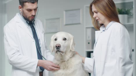 in veterinary clinic. vet and his assistant examine the dog with stethoscope. in slow motion.
