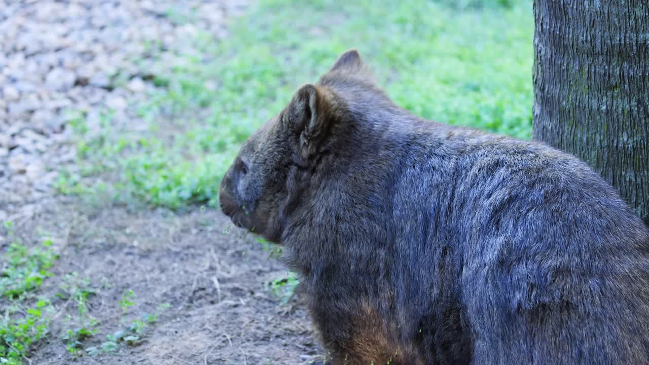 A hairy-nosed wombat near a tree